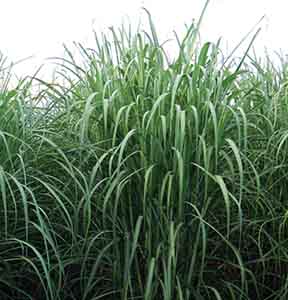 Louisiana Sugarcane Variety Identification Guide 2020: HoCP 96-540